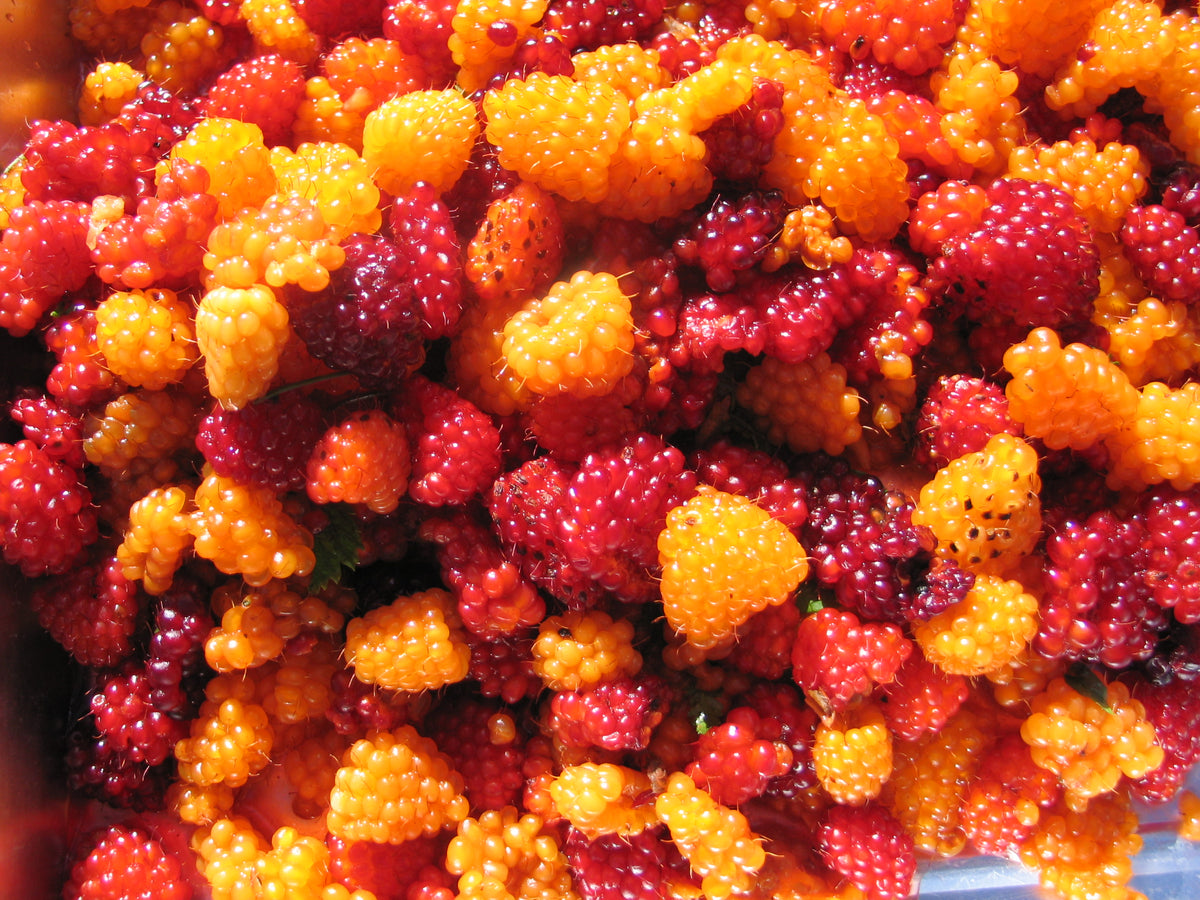 Salmonberry Jelly Alaskan Brand