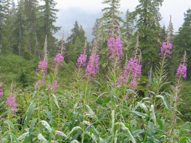 fireweed jelly